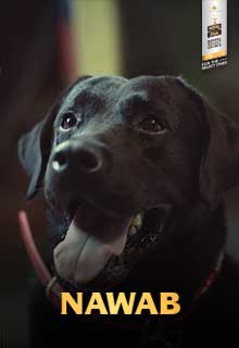 Nawab